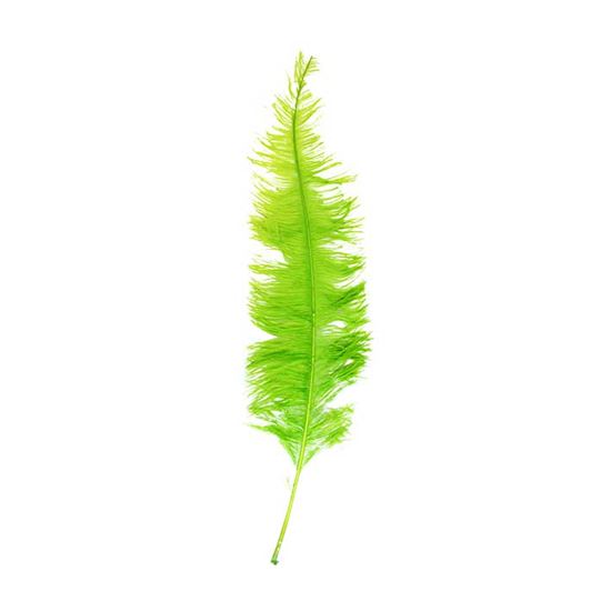 Veer groot licht groen