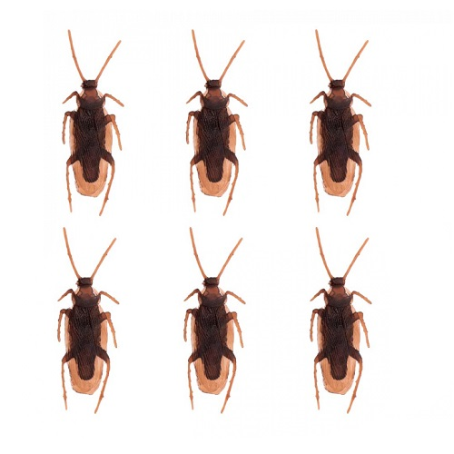 Kakkerlakken 6st