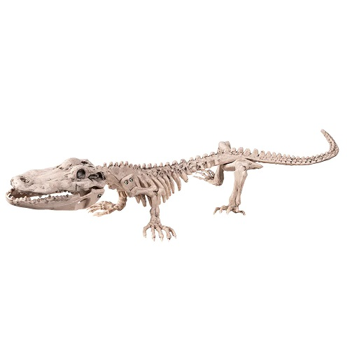 Krokodillenskelet 50cm