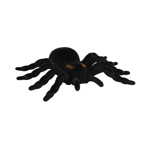 Tarantula 16x11cm